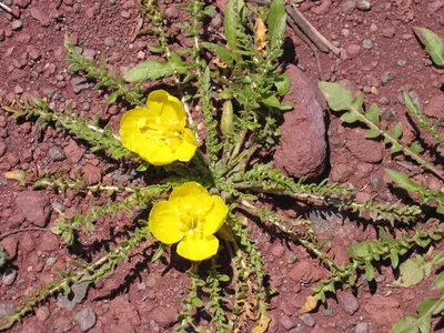 Taraxia tanacetifolia