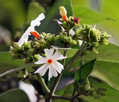 Nyctanthes arbor-tristis