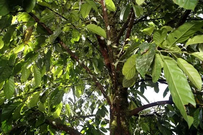 Black Manwood