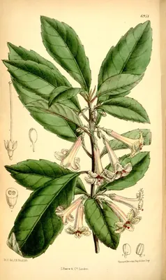 Shrubby honeysuckle