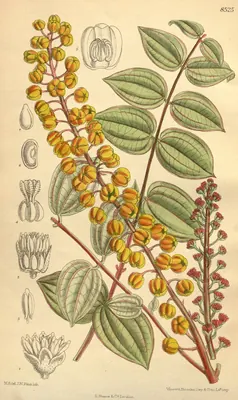 Coriaria terminalis