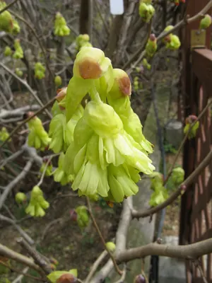 Corylopsis spicata