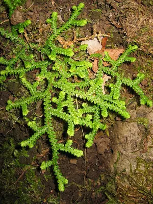 Toothed-leaved Clubmoss