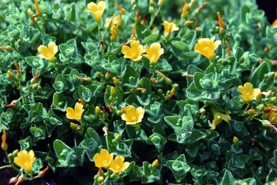 Hypericum elodes