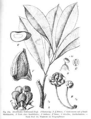Allanblackia stuhlmannii