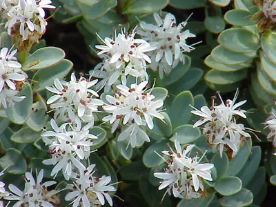 Veronica pinguifolia