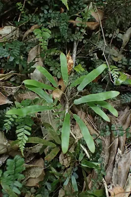 Lygodium articulatum