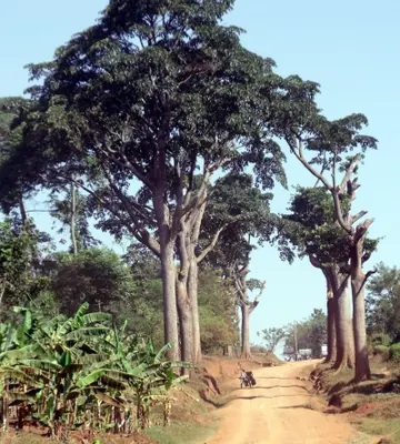African teak