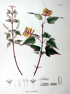 Hawthorn-leaf maple