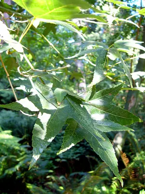 Green Maple