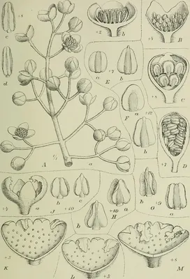 Mollinedia elegans
