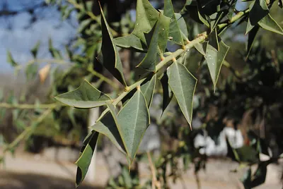 Jodina rhombifolia
