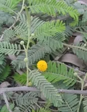 Vachellia macracantha