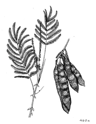 Senegalia polyacantha