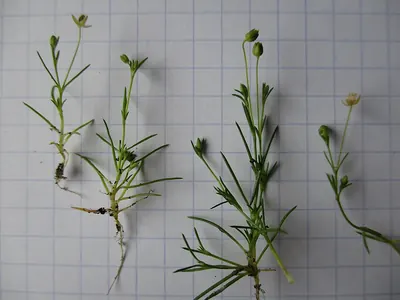 Sagina micropetala