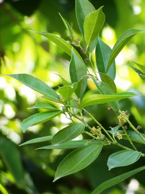 Laurel-leaf snailseed
