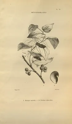 Triclisia subcordata