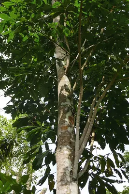 Trichilia grandifolia