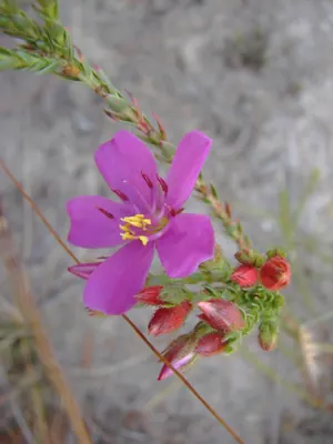 Microlicia viminalis
