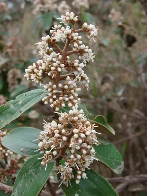 Miconia albicans