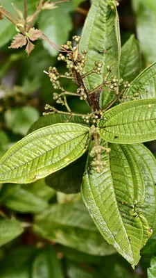 Miconia ibaguensis