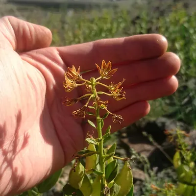 Cleome coluteoides