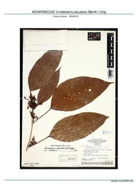 Lindackeria paludosa