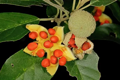 Kiggelaria africana
