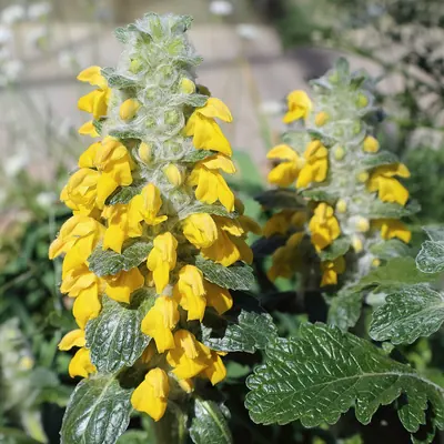 Phlomoides speciosa