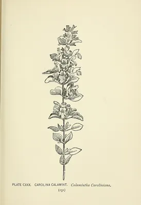 Clinopodium carolinianum