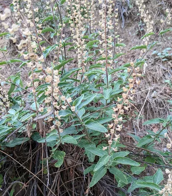 Teucrium kotschyanum