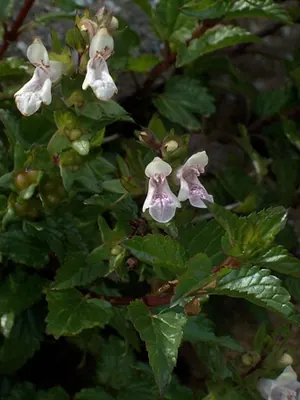 White hedgenettle
