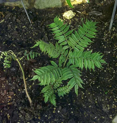 Fern