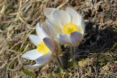 Arctic violet