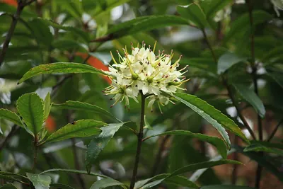 Tawari