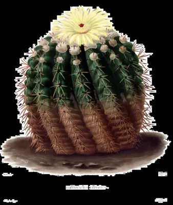 Parodia erinacea