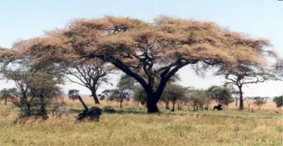 Umbrella thorn