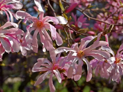 Magnolia × loebneri