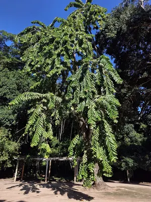 Duabanga grandiflora
