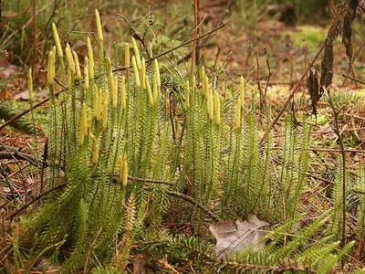 Stiff clubmoss