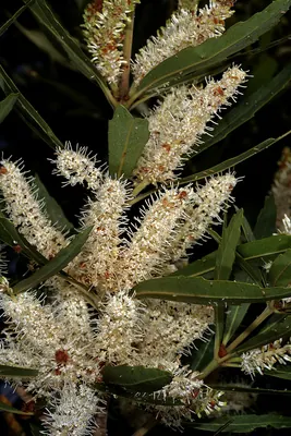 Brabejum stellatifolium