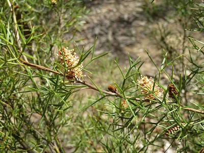 Grevillea raybrownii