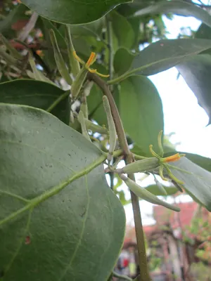 Dendrophthoe pentandra