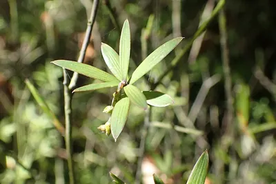 Leucopogon fasciculatus