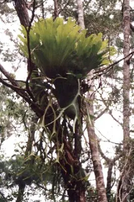 Platycerium coronarium