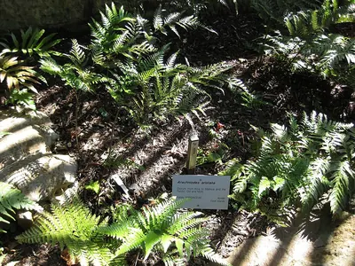 East Indian hollyfern