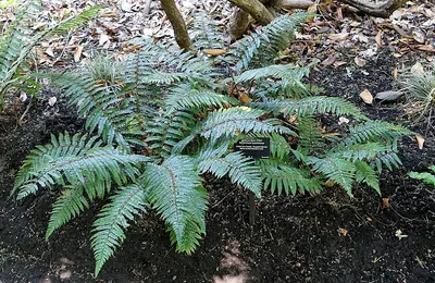 Polystichum luctuosum