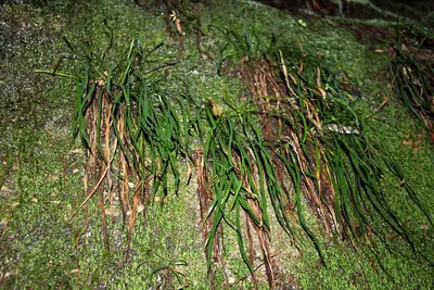 Haplopteris elongata