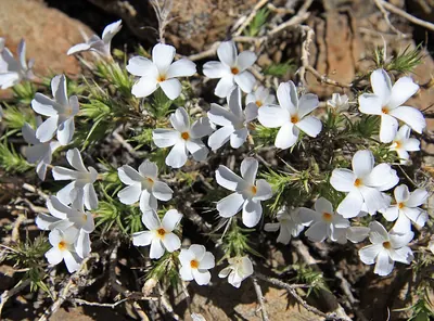 Linanthus pungens