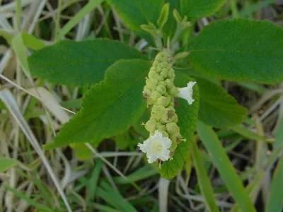 Varronia curassavica